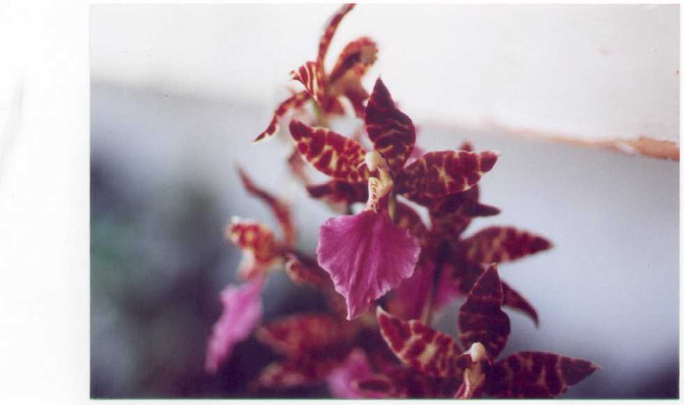 A colmanara.
These are large sprays ( upto 3ft long), with numerouse long lasting flowers.