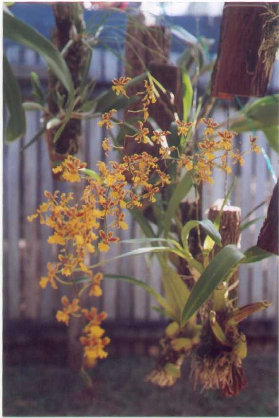 An Oncidium spray. 