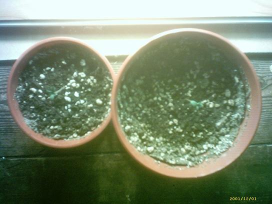 This is going to start getting confusing since plants are now all at different days...but heres my two new seedlings (just visible!)