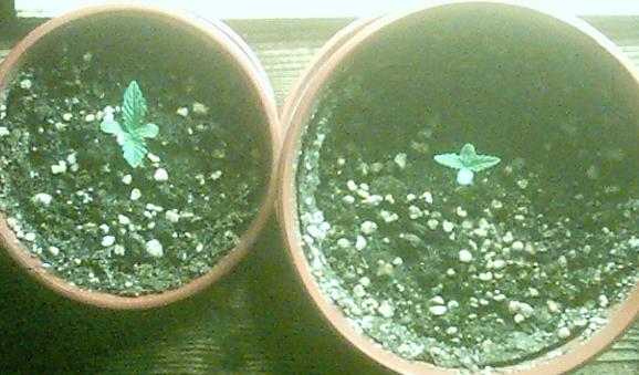 The two new seedlings (few days old)