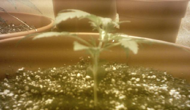 A close up of the second plant, ever since it was transplanted and put under the HPS it has looked very droopy. 