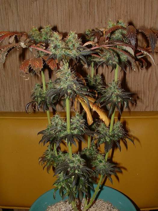 Day 48 Flower. All the tops have been harvested early. Here's what's left to fill in.