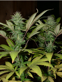 Day 28 Flower