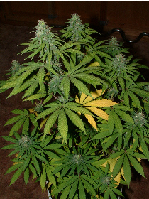 Day 28 Flower