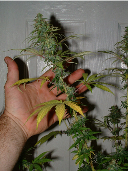 Day 31 flower

