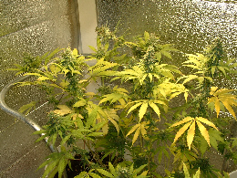 Day 32 Flower