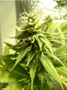 Day 30 Flower