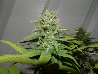 Day 31 Flower