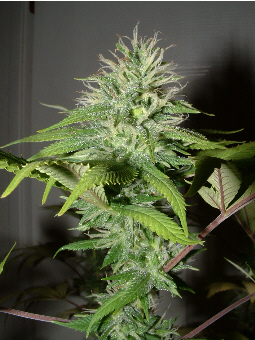 Day 31 Flower