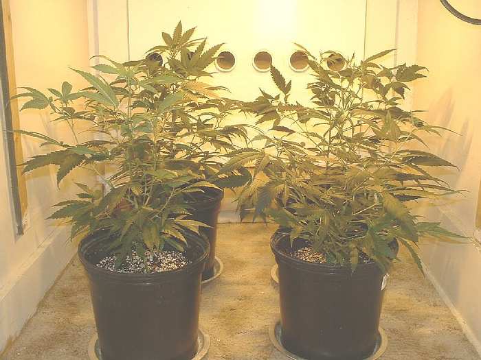 Alaskan, Hindu Kush, Mango, and Romeo first day of flower