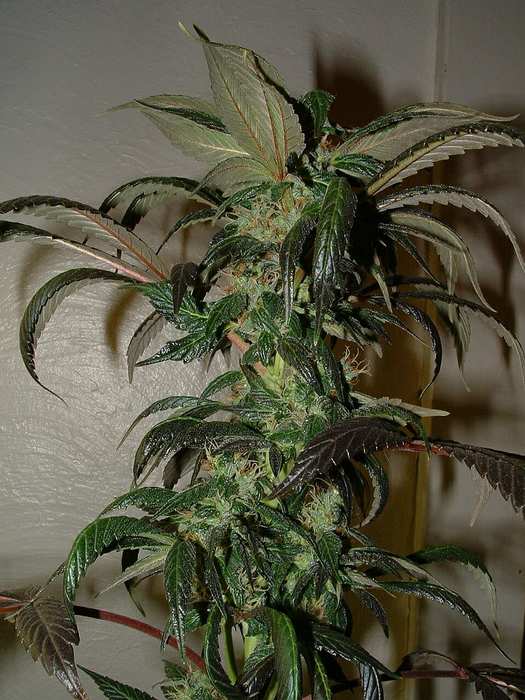 Day 42 Flower