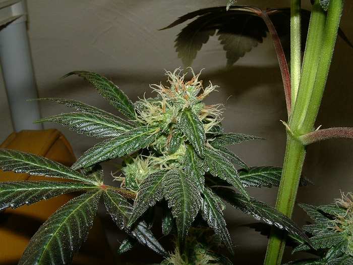 Day 42 Flower. Bud shot