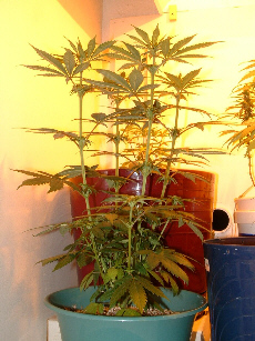 Day 13 Flower