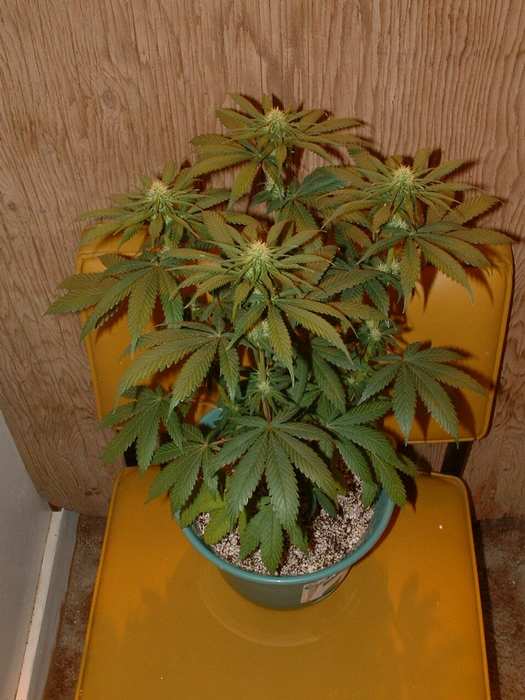 Day 17 Flower