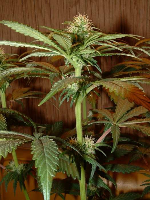 Day 17 Flower....power to the flower!