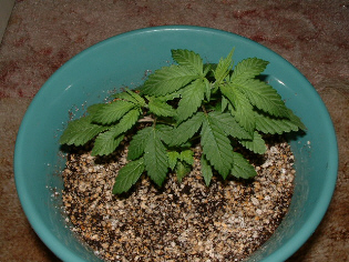 Day 36 Veg