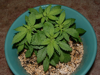 Day 45 Veg