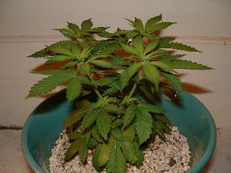 Day 50 Veg