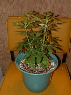 Day 7 Flower