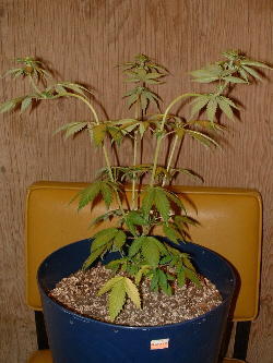 Day 12 Flower