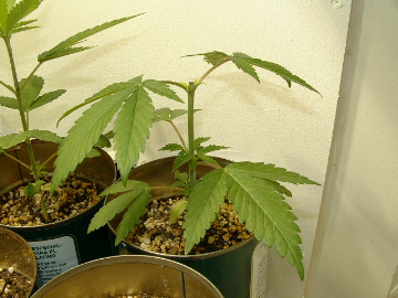 My largest plant from Granny's seeds. 