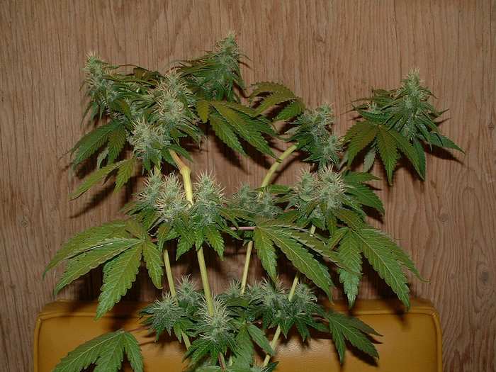 Day 35 Flower. 