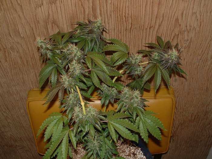 Day 41 Flower