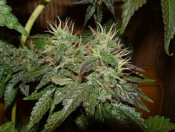 Day 41 Flower