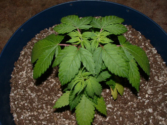 Day 45 Veg