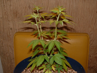 Day 7 Flower