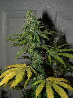 Day 31 Flower