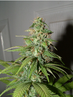 Day 31 flower