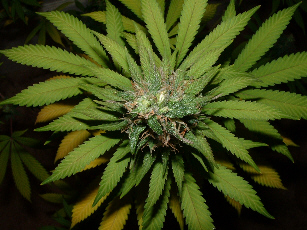 Day 31 Flower