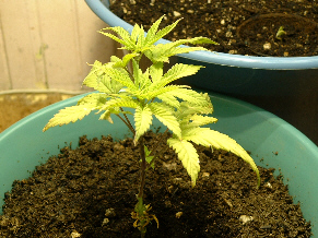 I named her Princess because she is showing a lot of purple already! Gotta be royalty..... ;) at 30 days reveg.