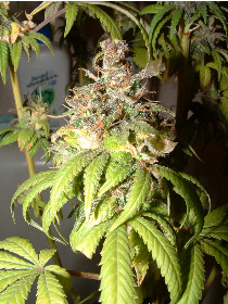 Day 61 flower