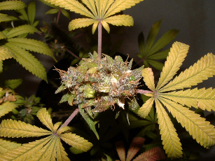 Day 61 flower