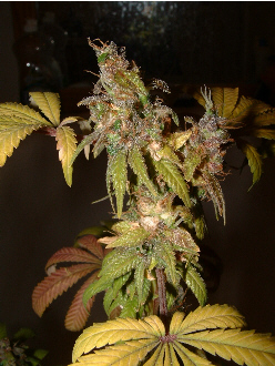 Day 61 flower