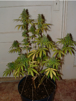 Day 39 Flower