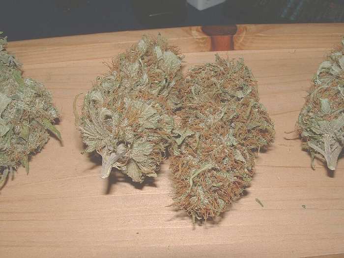 Hindu Kush