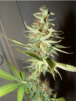 Day 39 Flower