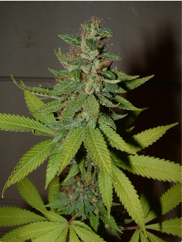 Day 39 Flower