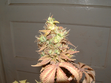 Day 61 flower