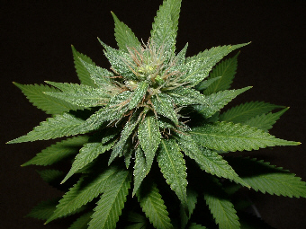 Day 26 Flower