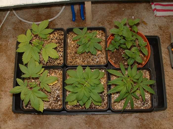 Here I have another Purpy plant, 3 Lil' G plants, a clone from P2, and some wild spearmint. Just took a cutting from P1 and LG1 yesterday. Already the lower growth is takin' off.