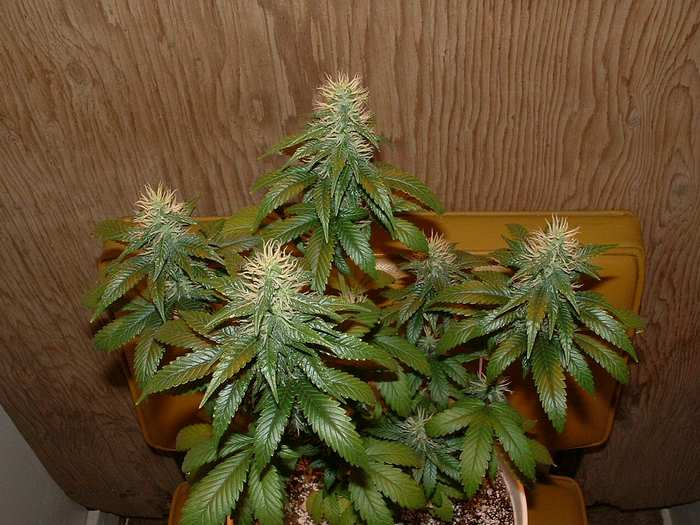 Day 31 Flower