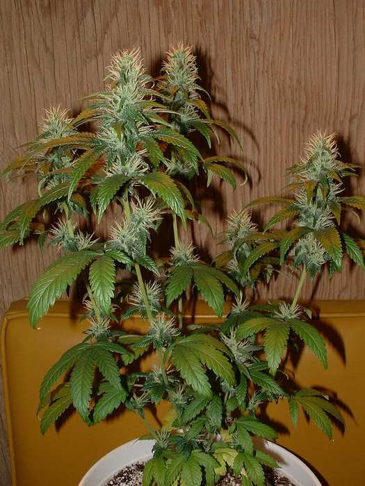 Day 31 Flower