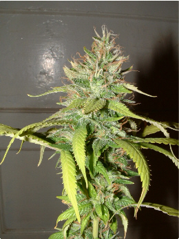 Day 46 Flower