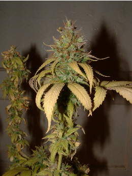 Day 61 flower