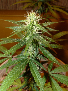 Day 25 Flower