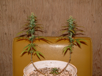 Day 28 Flower